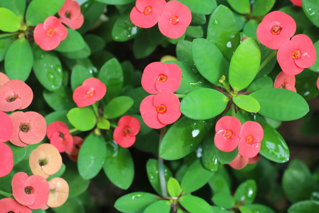 ต้นโป๊ยเซียน-ของแต่งบ้านมงคล เสริมดวงดี มีโชคลาภ