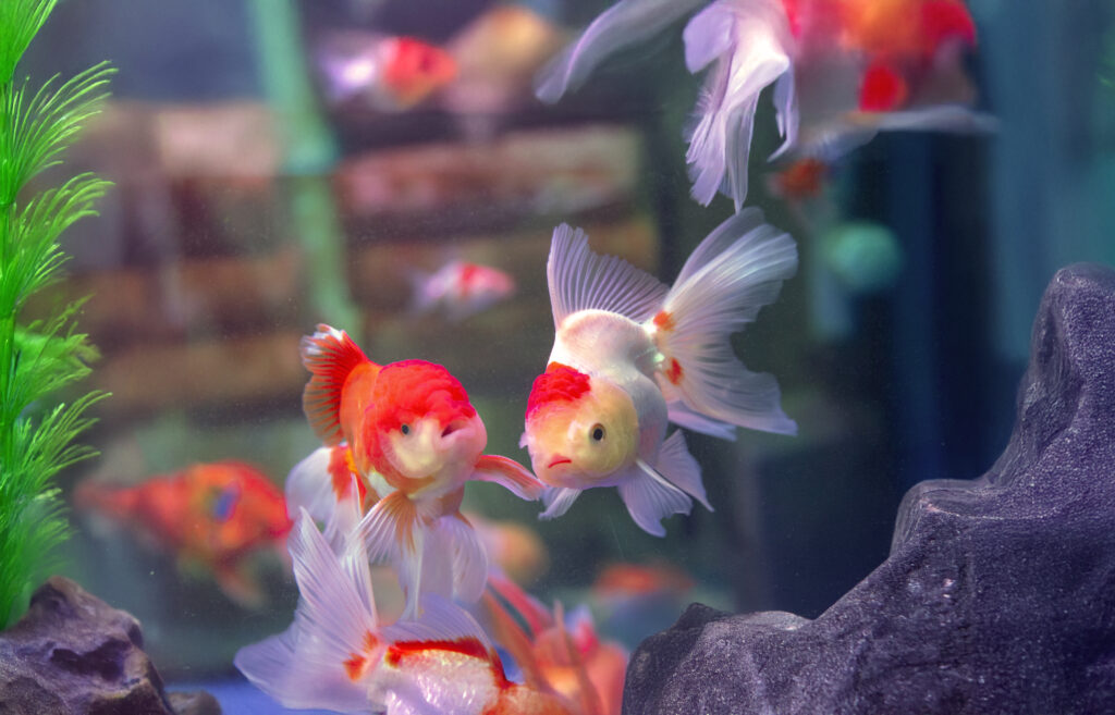 ปลาทอง-ของแต่งบ้านมงคล เสริมดวงดี มีโชคลาภ